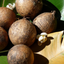 Image of Tamanu seed plant