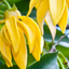 Image of Ylang Ylang and Bergamot plant