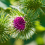 Image of burdock plants